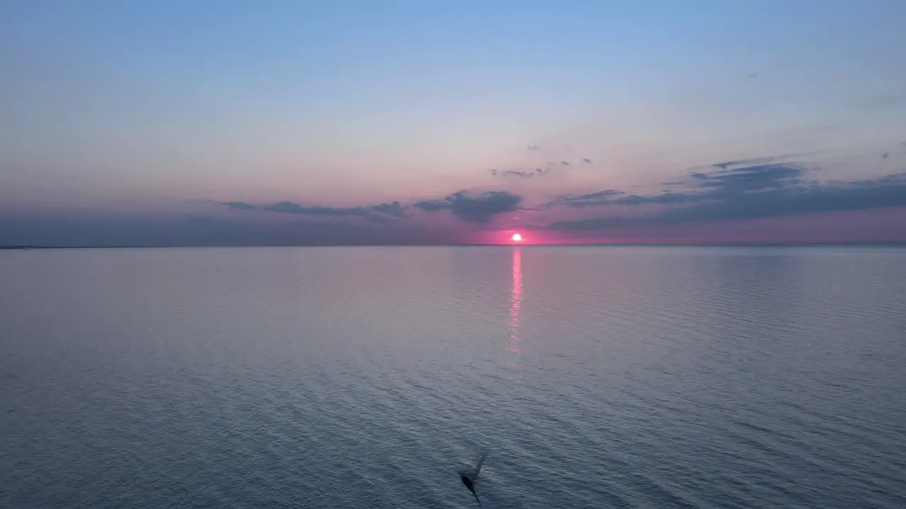 Swallows fly over the sea at sunset 4K