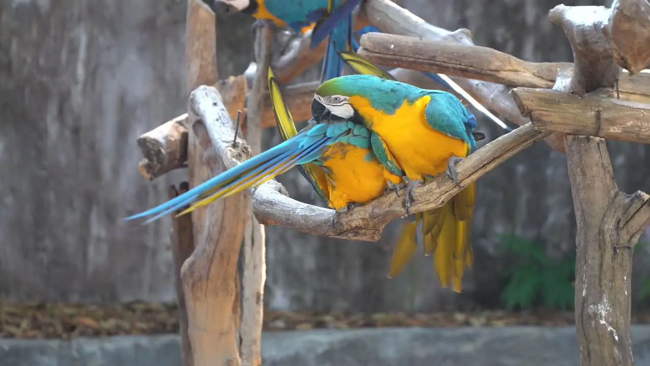 Tropical parrots in the Chiang Mai Zoo