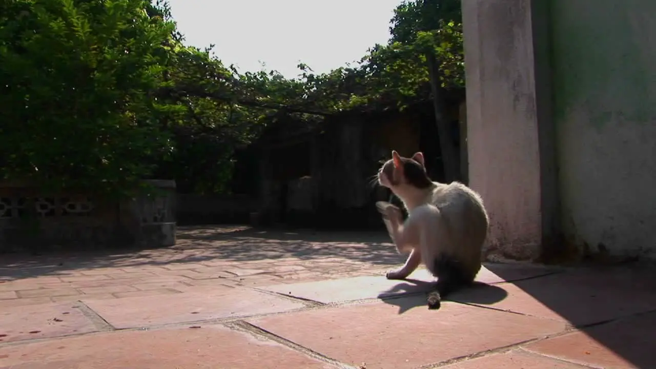 A cat stops for a scratch