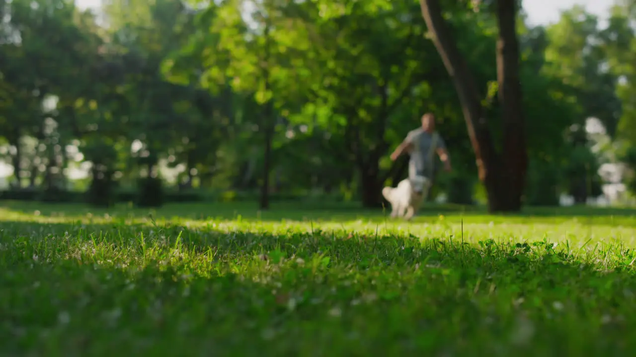 Happy man throwing ball Energetic playful golden retriever running catch toy