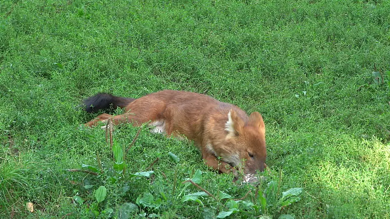 Dhole eating meat on a zoo