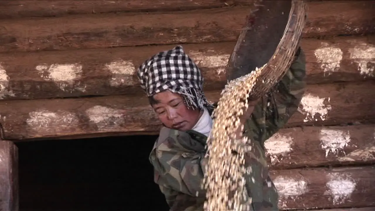 A peasant woman threshes and pours rice on a farm in China 1