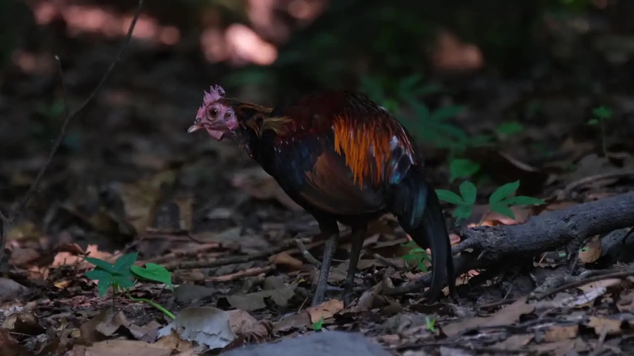 Foraging in the floor of the forest undergrowth a male Junglefowl Gallus is busy going around and looking for its next meal inside the national park of Thailand