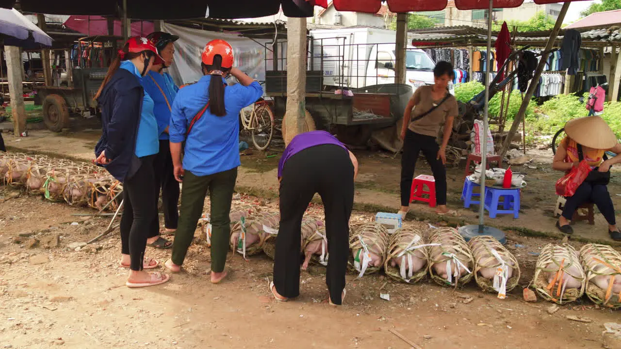 buyers talk and inspect pigs for sale in bamboo cages