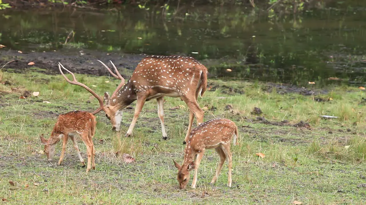 The Cheetal Deer feed on the Green Grass near water during the summer months in the Jungle called Kanha in India