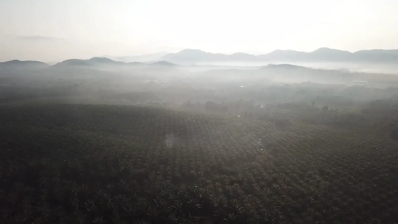 Oil palm plantation at Malaysia at rural area in morning