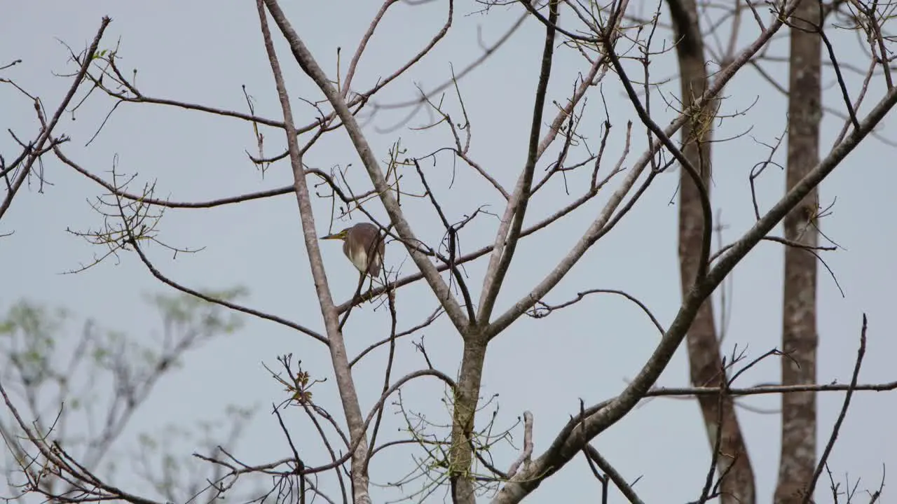 Seen within bare branches as it moves to the left Heron Thailand