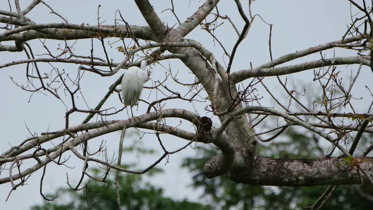 An individual seen preening to clean up its white feathers and to get some mites or insects that may have been attached to it Egret Thailand