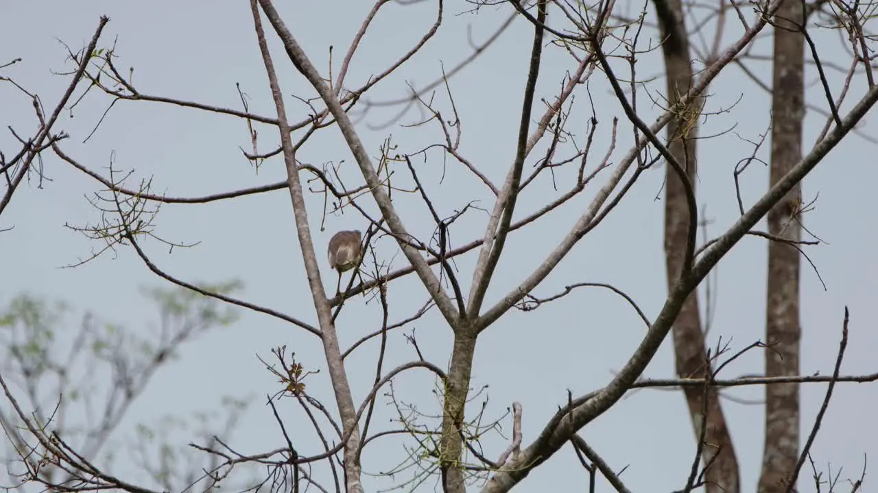 Alone while perching on a bare tree the Egret Covidae can be seen preening to clean up its white feathers and to get some mites or insects that may have been attached to it