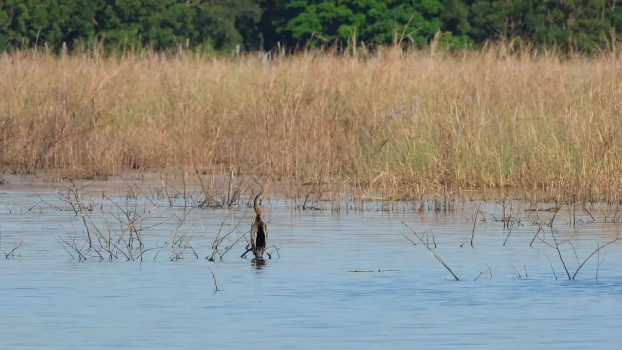 Seen from its back looking from the right to the left and around while perched on a branch just above the surface of the water Oriental Darter also known as snakebirds Anhinga Thailand