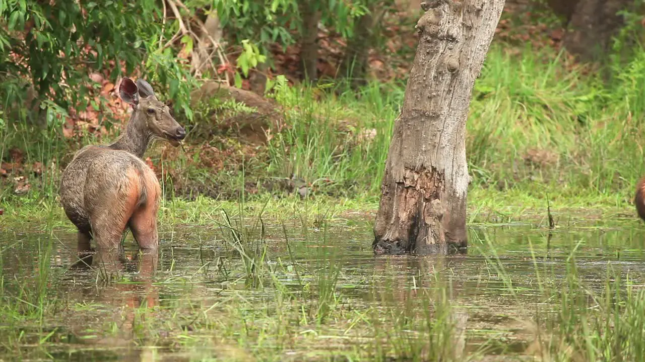 Sambar Deer feeding on Water reeds standing knee deep in water in the Jungle of Bandhavgarh in Central India  early morning