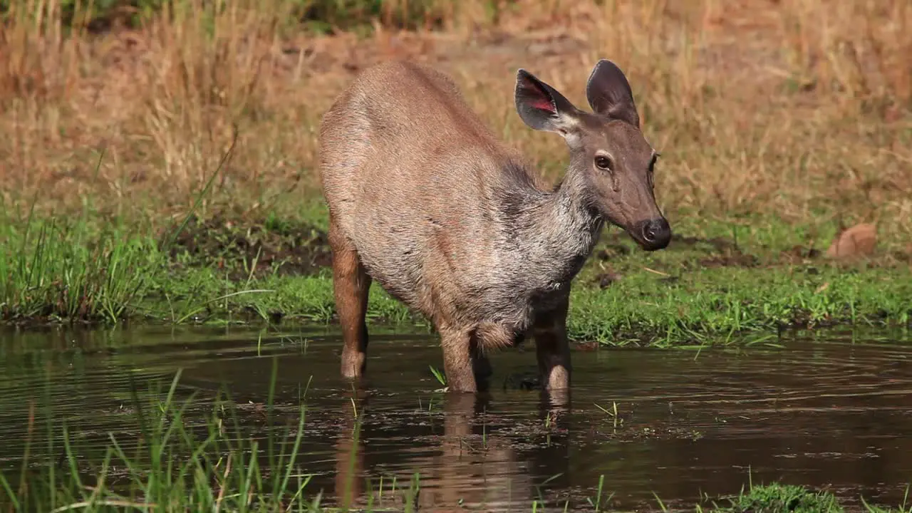 A Sambar Deer eating Water reeds standing in water a resident of the Dense Jungles  this is seen in Bandhavgarh in India during summer