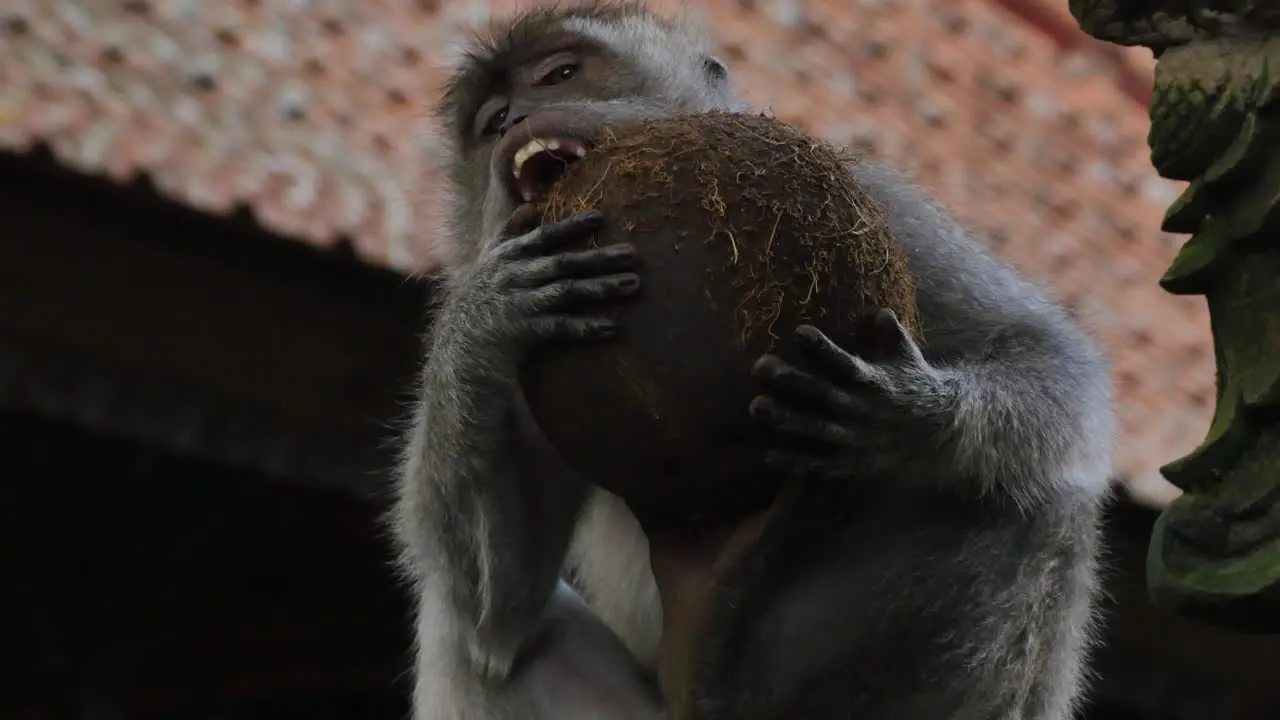 Monkey Eating a Coconut