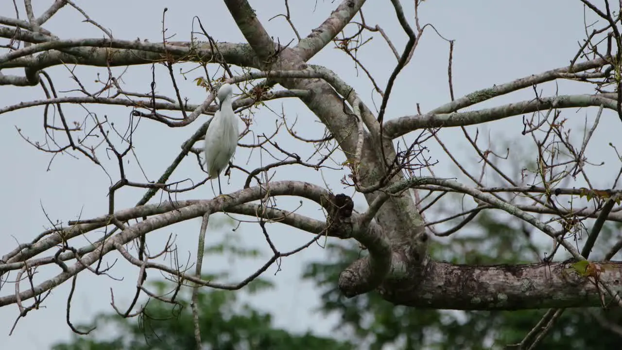 An Egret seen preening its feathers while perched on bare branches Thailand