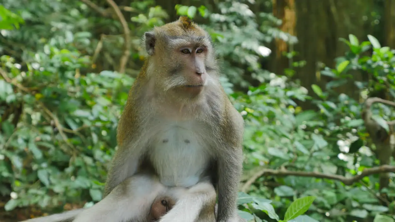 Close Up of Wild Rhesus Monkey Staring off in the Distance