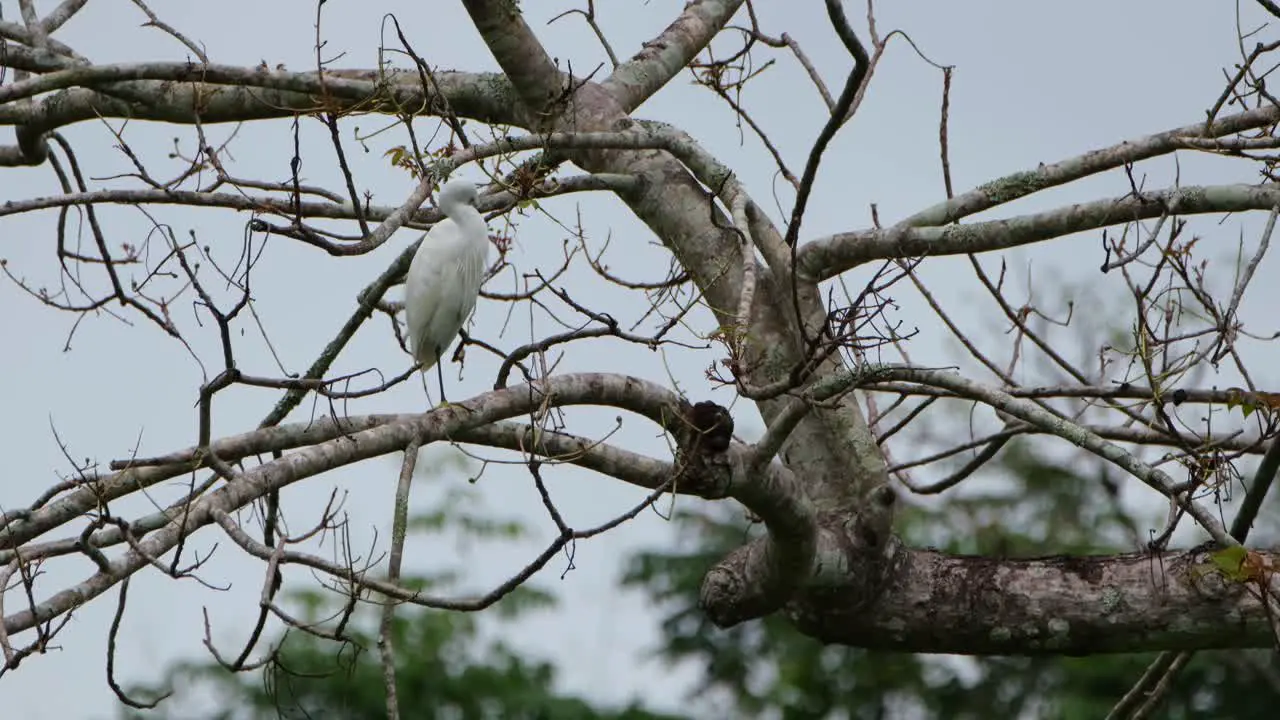 A lone Egret Covidae is perched on a bare tree and can be seen preening to clean its feathers while he camera zooms out till the end of the video