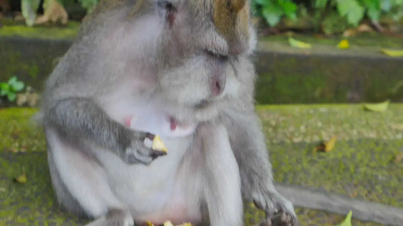 Close Up of Adult Wild Rhesus Monkey Eating a Piece of Banana