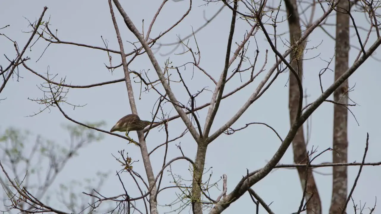 Eating some leftover ripe fruits from a bare tree the Heron moves from one branch to another to select and eat what it could find for its meal for the day taken in one of the provinces in Thailand