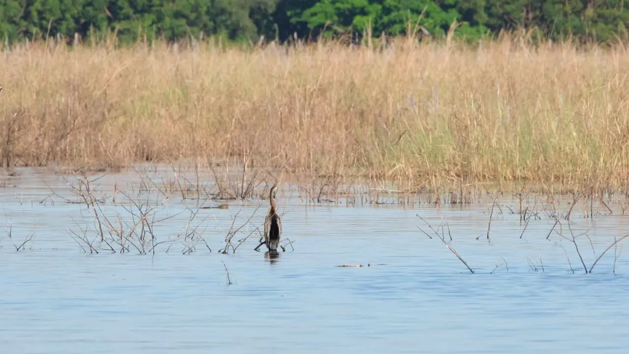 Standing still in the middle of the lake waiting for its possible meal is a lone Oriental Darter also known as snakebird