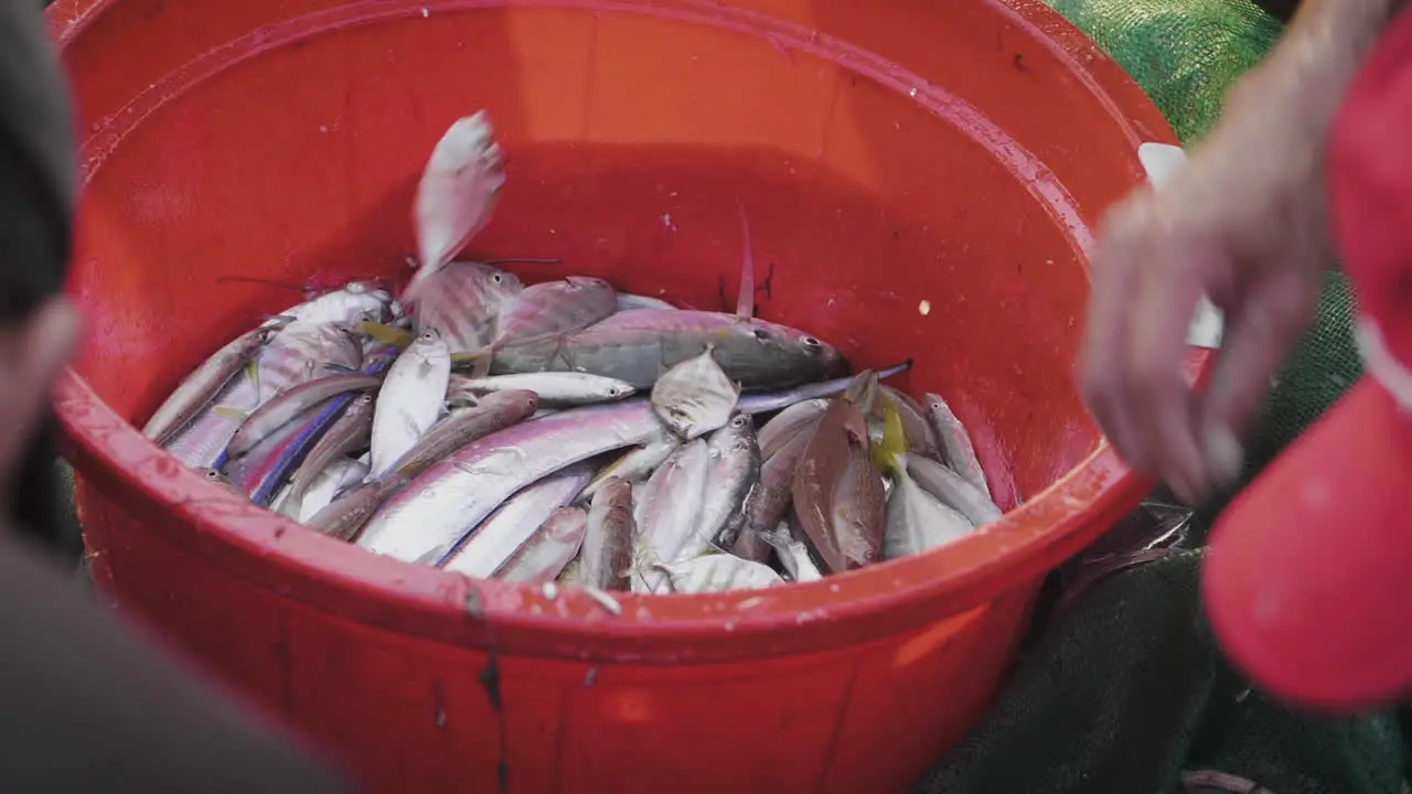 Fishermen collect coral reef fish by-catch from netting