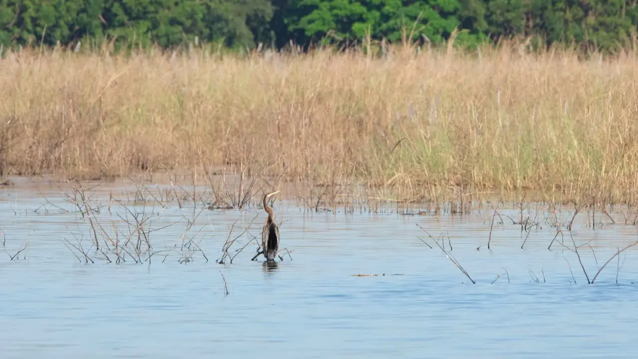 An Oriental Darter also known as snakebird Anhinga is bobbing its head with its elongated neck while waiting for a fish to catch