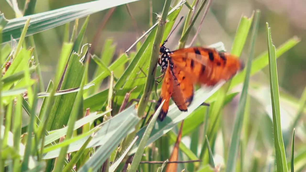 Zoom Out From Medium Shot of Butterfly on Grass with Potential Mate