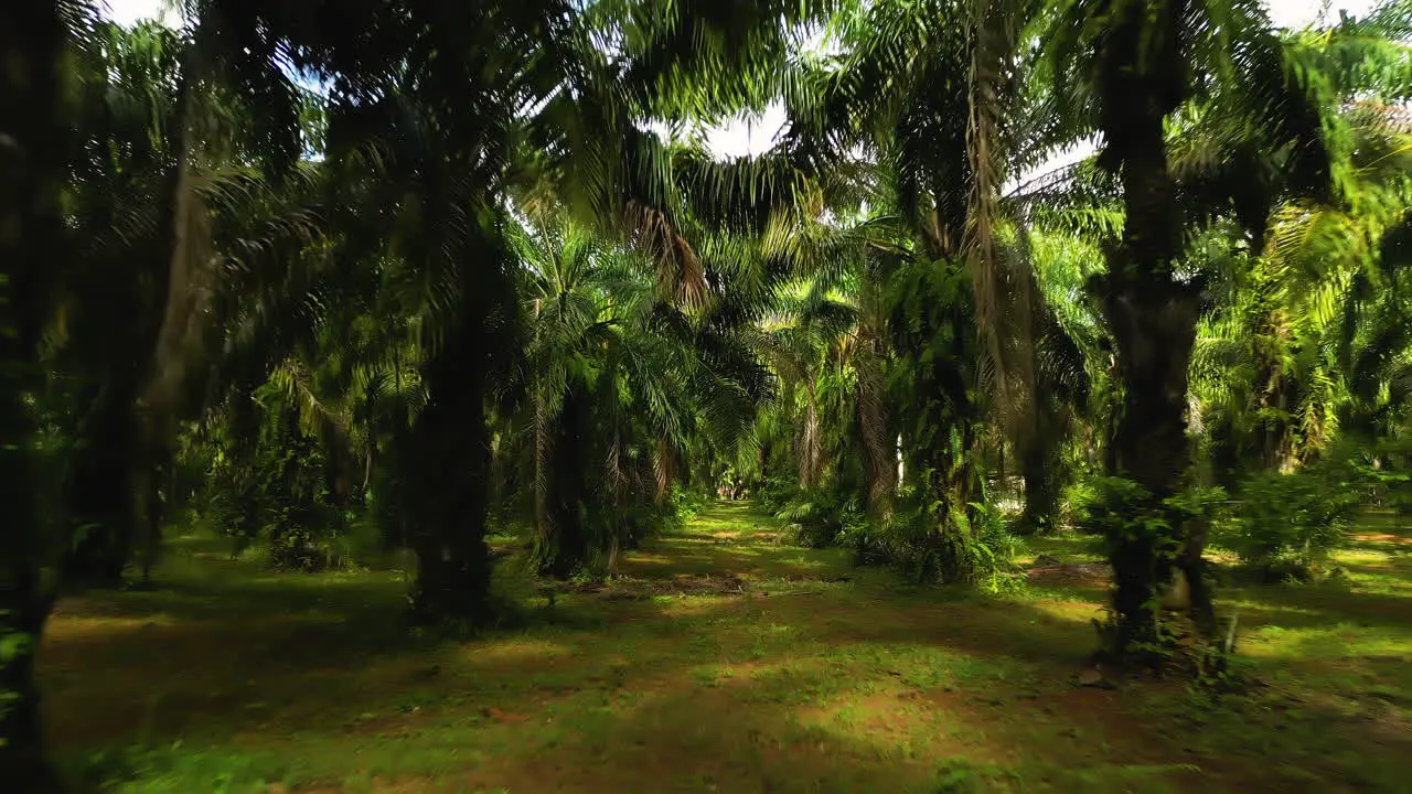 POV walking in Thailand palm tree jungle forest with intense agriculture for oil production in Asia