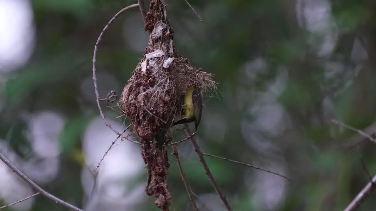 Fling in from the right side of the frame a female Olive-backed Sunbird Cinnyris jugularis is feeding its babies that are inside the nest hanging on a tree