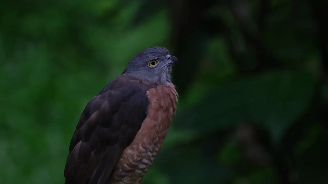 Looking up and facing to the right side of the frame Chinese Sparrowhawk Accipiter soloensis Thailand