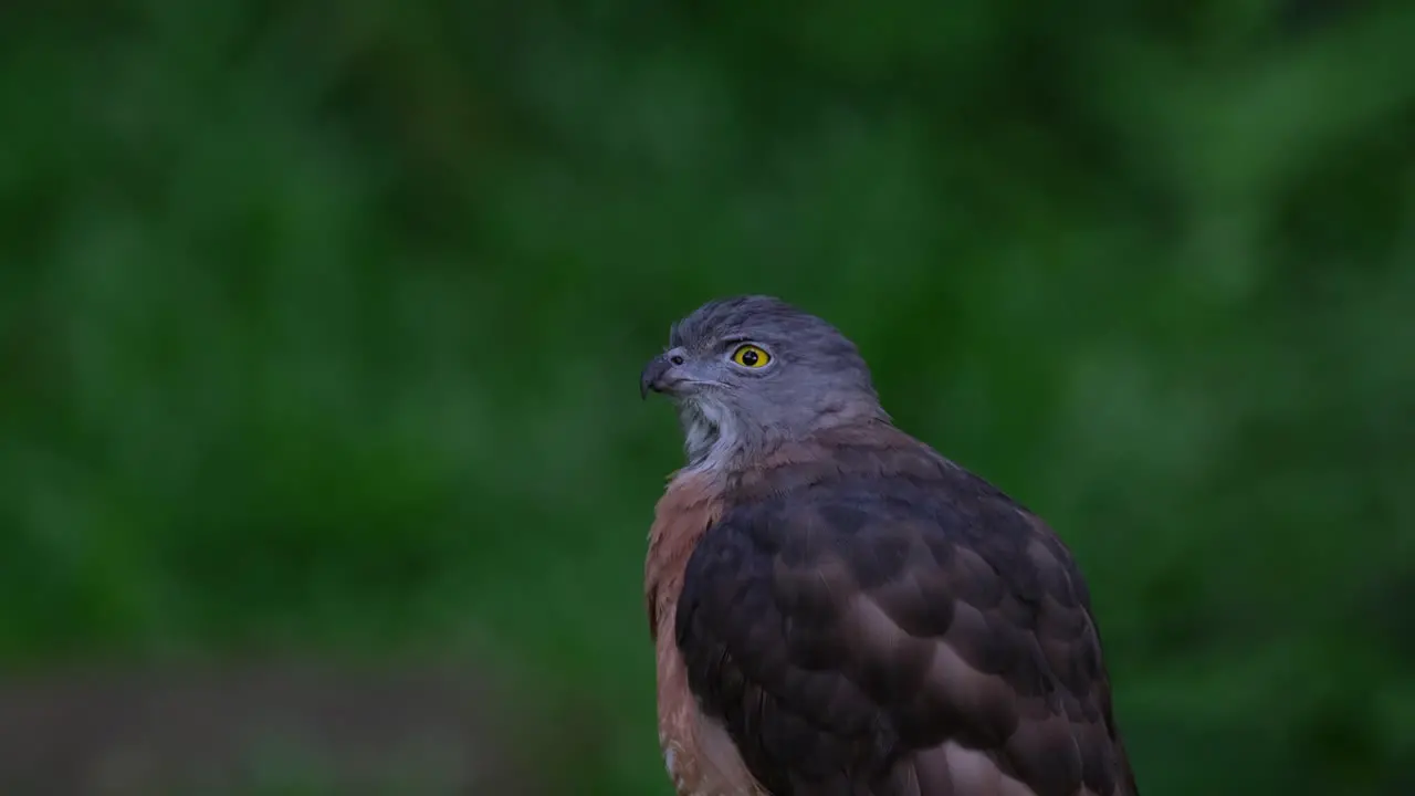 Head turning to the left side of the frame and looking center upwards Chinese Sparrowhawk Accipiter soloensis Thailand