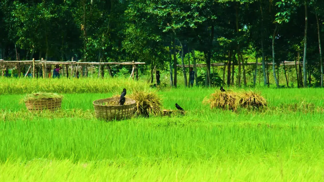 Drongo birds land on baskets in the Asian farmland after the harvest