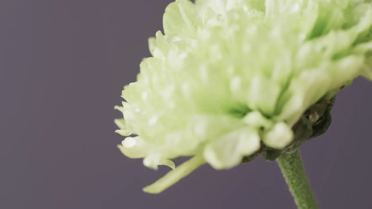 Micro video of close up of yellow flower with copy space on grey background