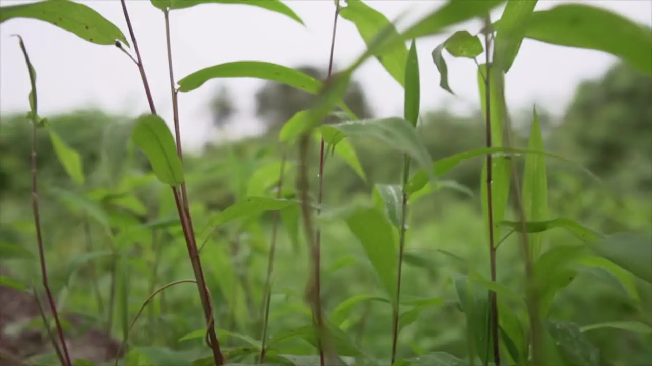 Camera glides through lush tropical foliage showcasing long vibrant leaves that sway gracefully a mesmerizing journey into nature's beauty