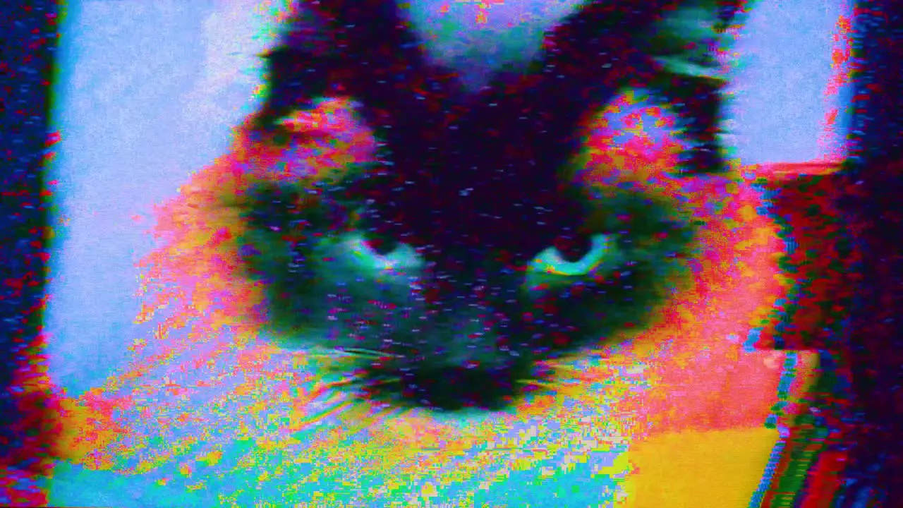 Texture Glitch kitty cat Retro Noise Pattern Siamese Cat