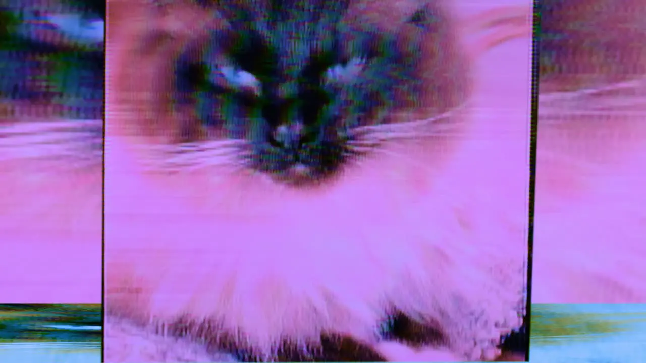 Glitch Cat Texture Noise Pattern Ragdoll Animation