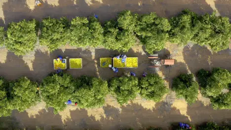 Springing right into citrus harvesting season