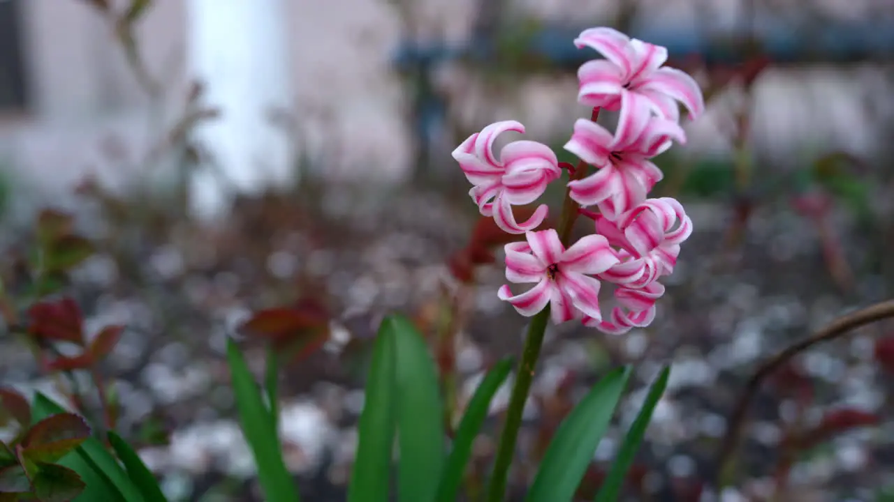 Spring flowers blossom in garden Closeup pink flowers blooming