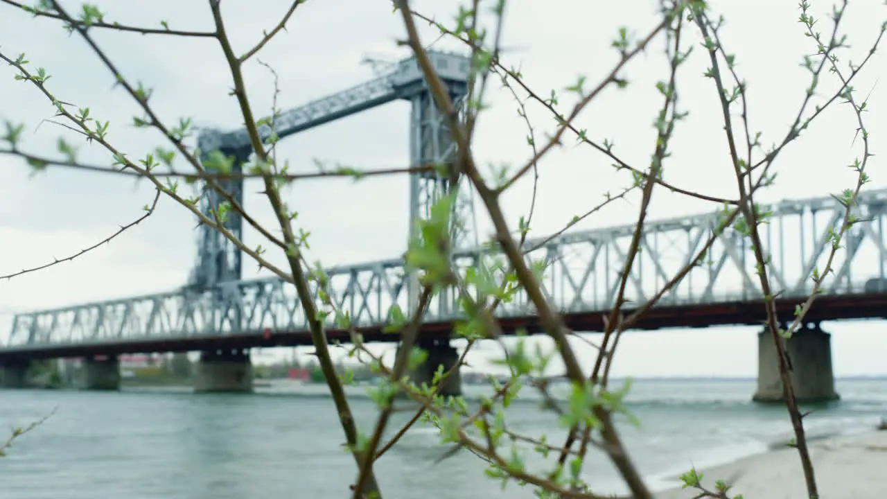 Spring branch blooming green in urban background Tree growing near river bridge