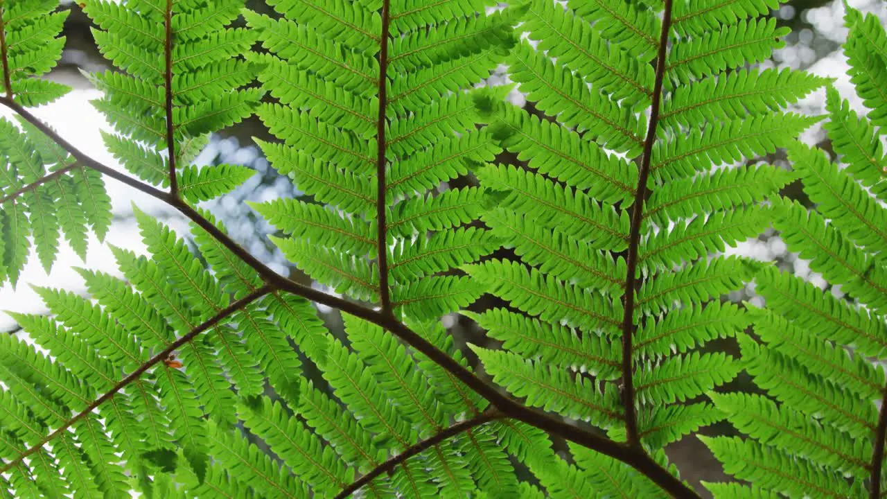 Close up of leaves on tree in garden