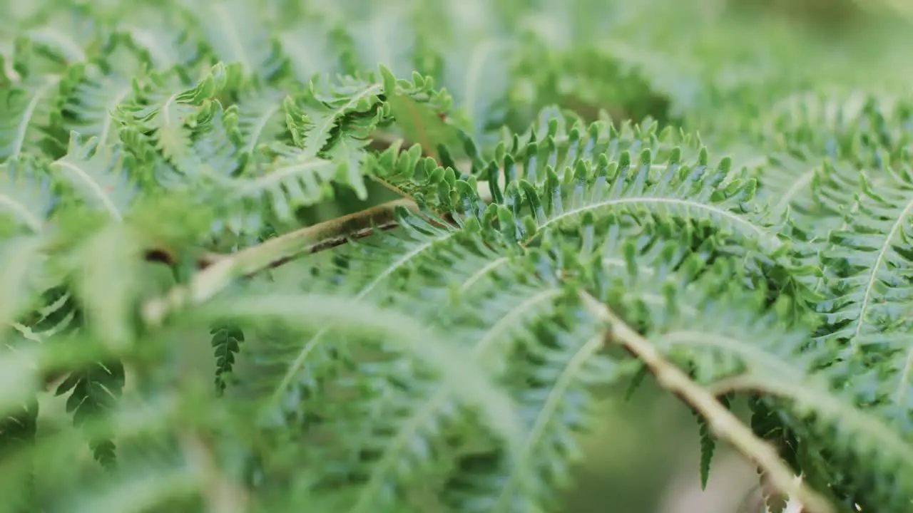 Close up of green thick leaves of fern in slow motion