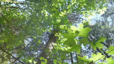 Tall maple tree with branchy crown view from below Sunny day in forest