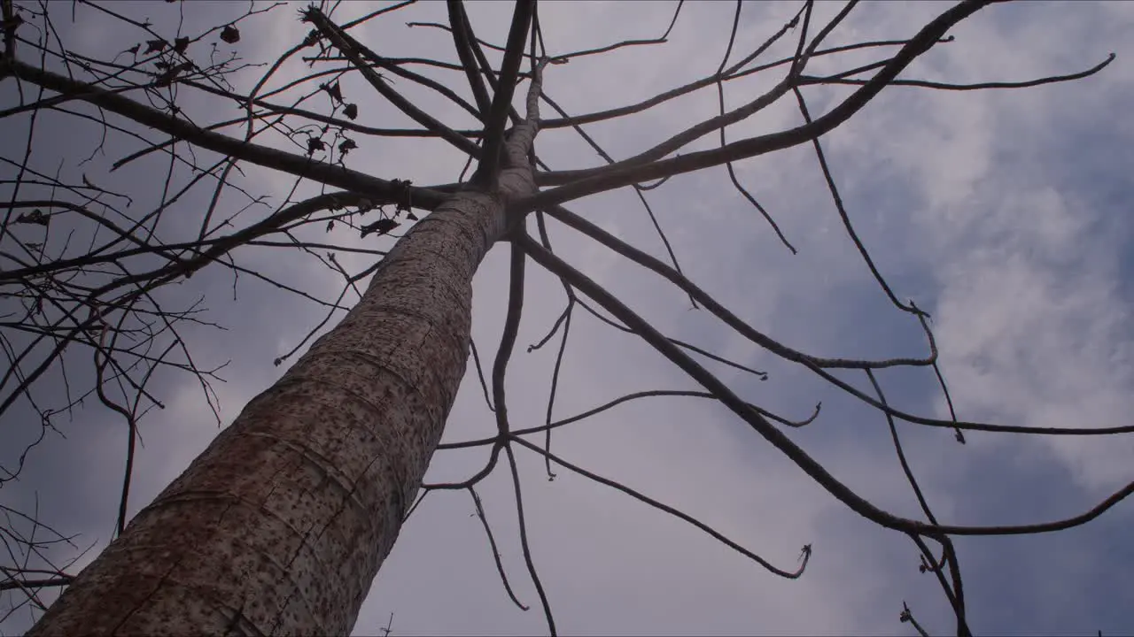 Rain arriving timelapse showing dry tree