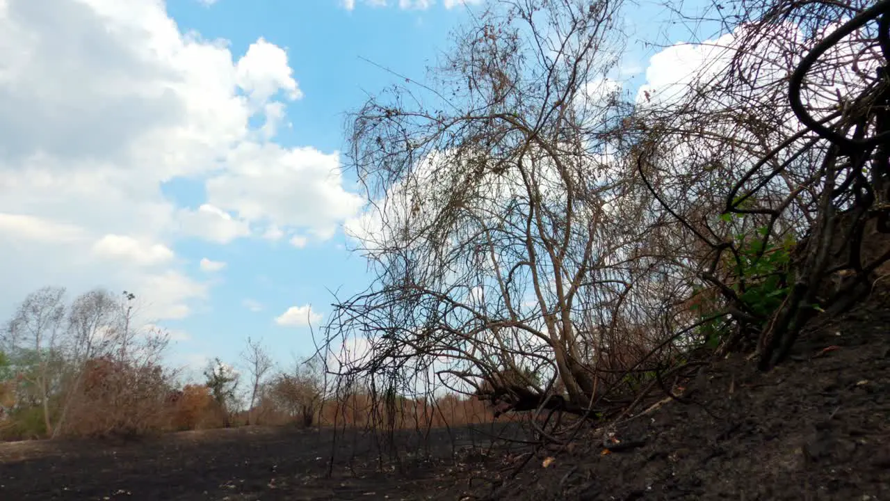 Burnt dried landscape forest of Pantanal timelapse of rain clouds arriving