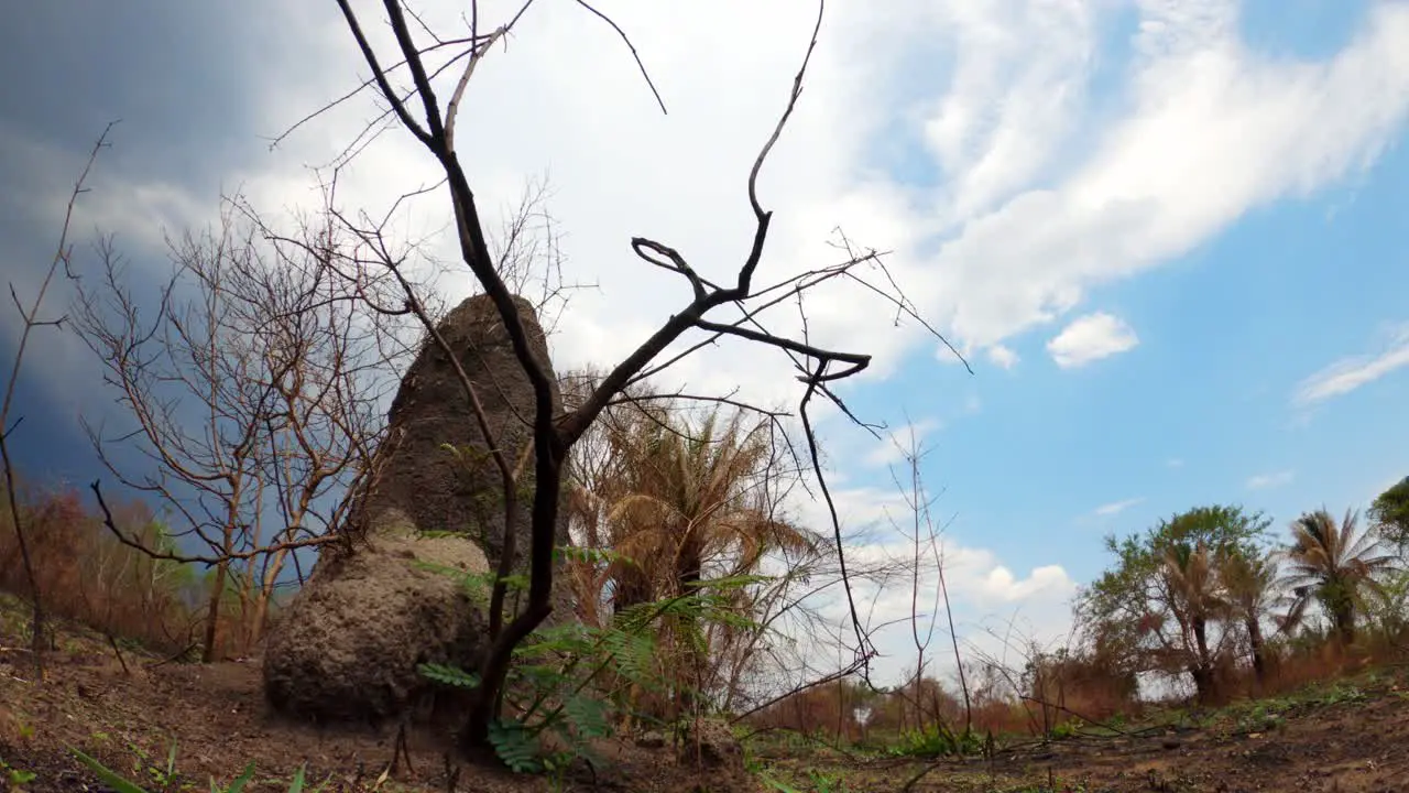 Termite mound and burnt trees on dry landscape timelapse of rain clouds arriving