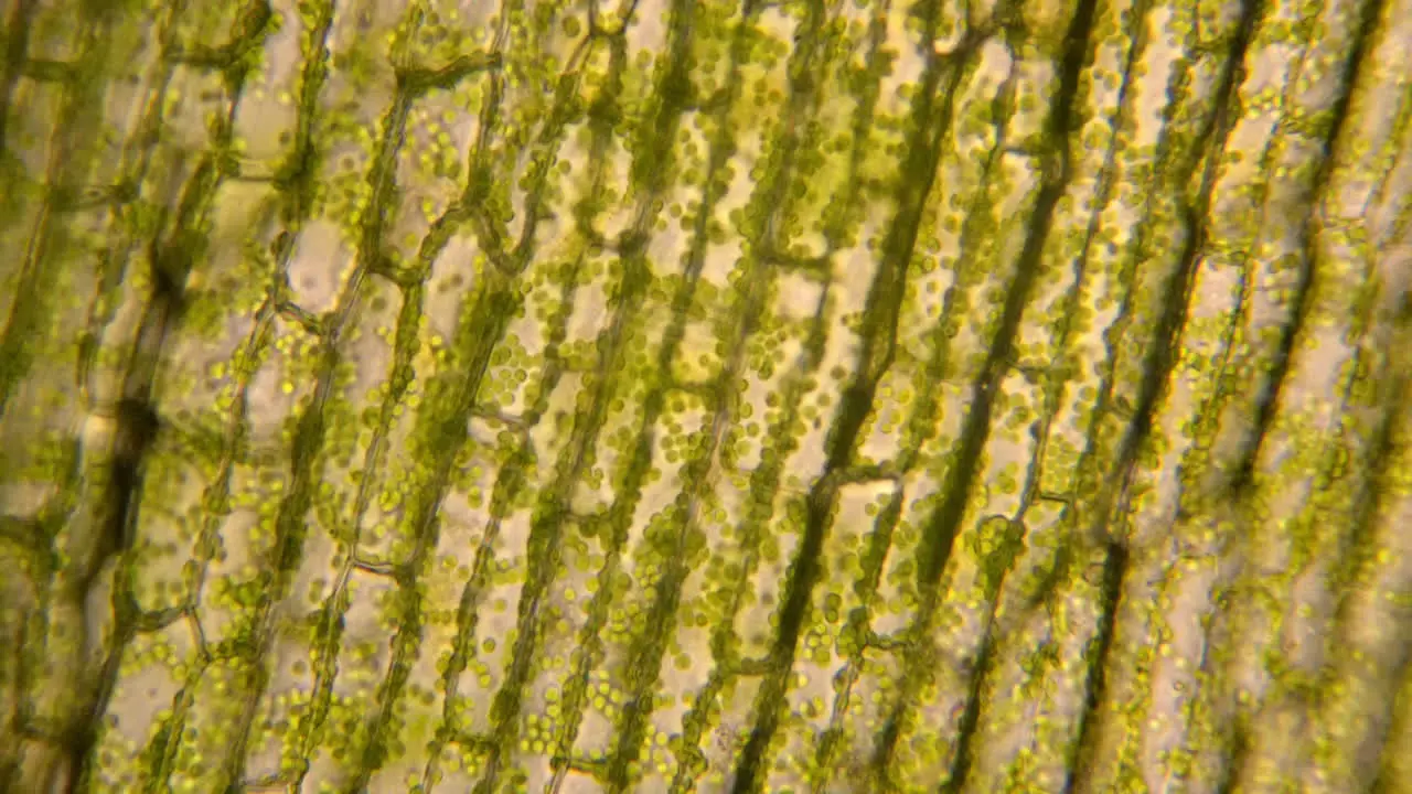 Microscopic chloroplasts colored green with chlorophyll move inside of plant cells