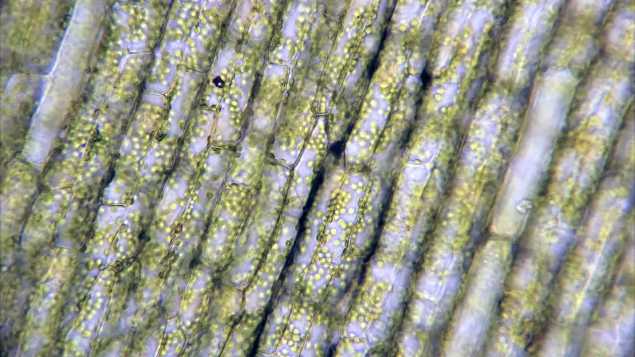 Microscopic time-lapsed view of plant cells