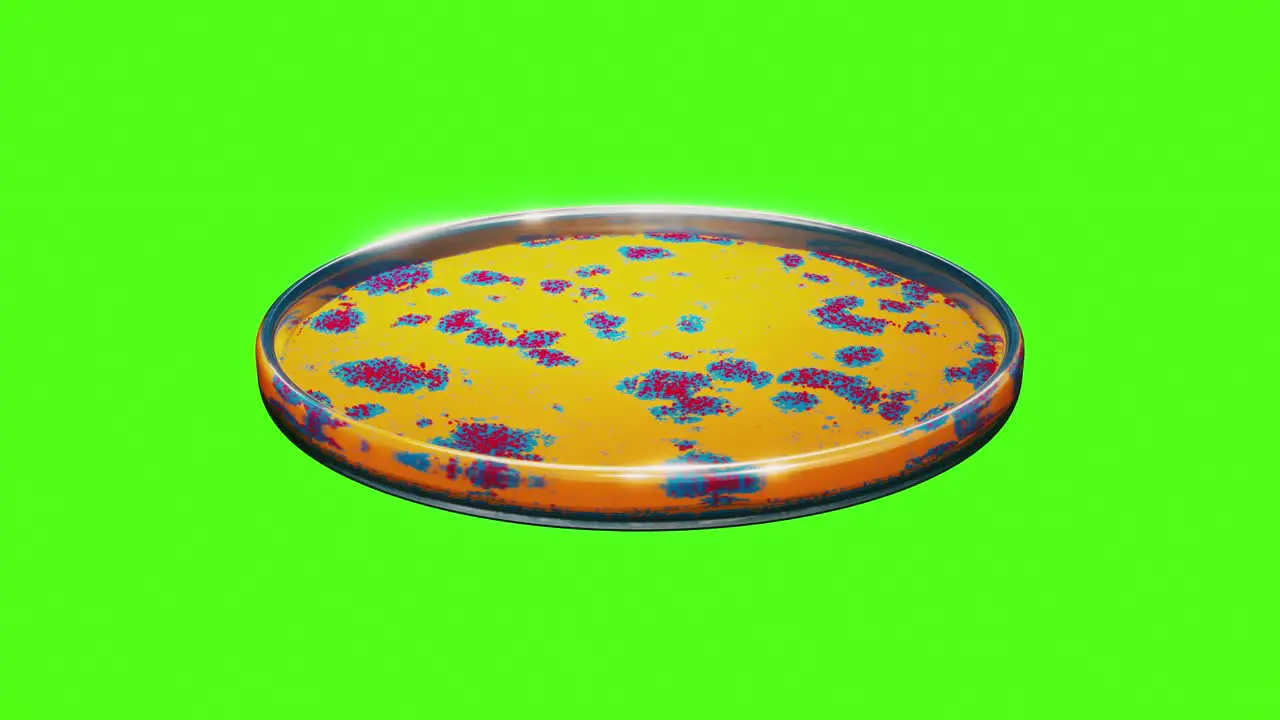 Green Screen render of a yellow bacteria culture evolving in petri plate forming blue and red patterns animation of a medical research experiment in medical lab