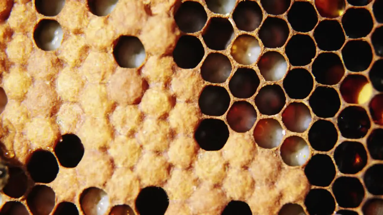 Honeycomb with full bee cells