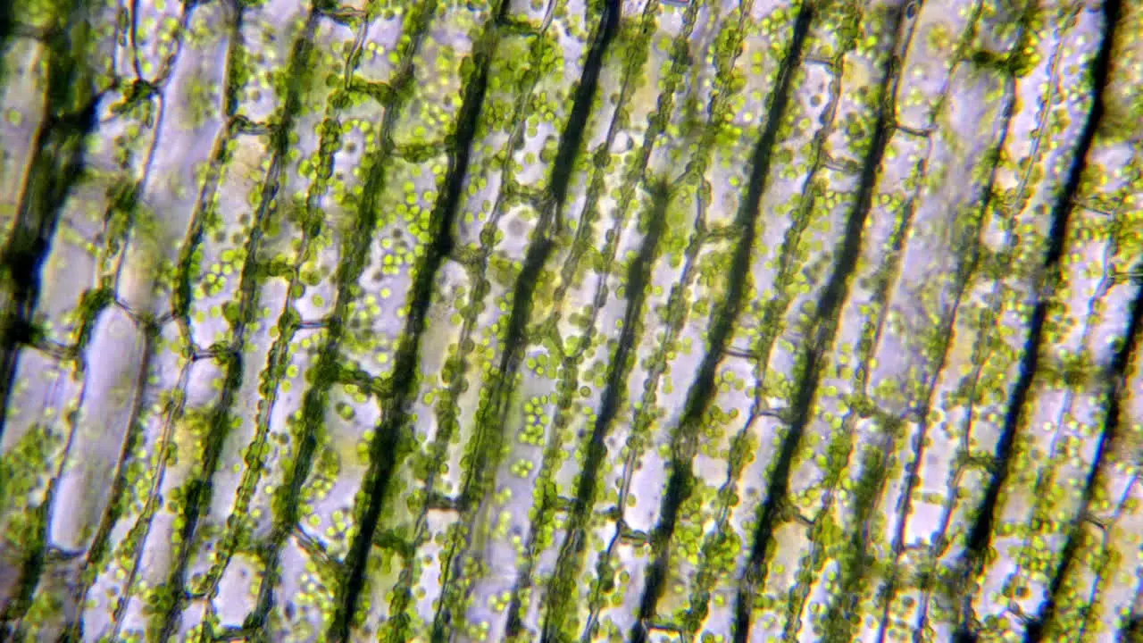 Green chloroplasts move inside plant cells