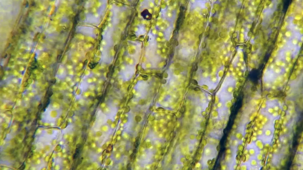 Time-lapsed footage of plant cells